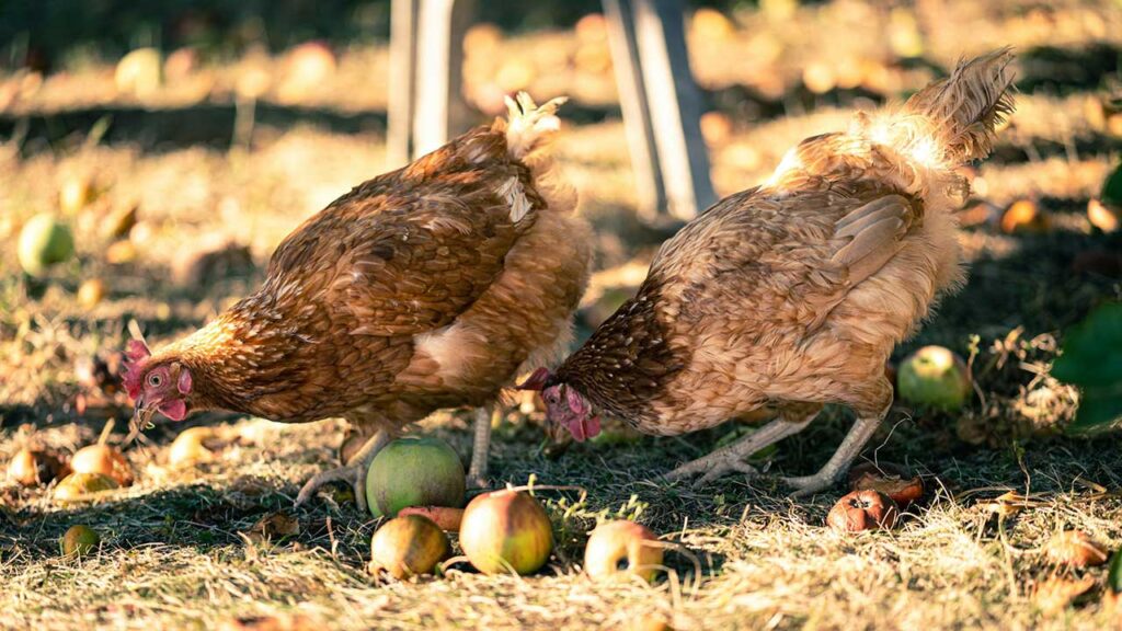 Where we would be if it were not for the humble EGG? eggs hens usp
